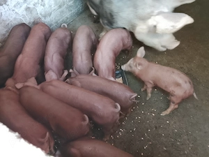 Vând purcei pietran cu duroc  - imagine 3