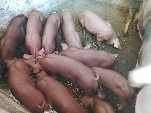 Vând purcei pietran cu duroc 