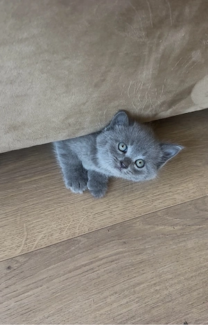 pisici british shorthair