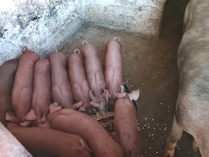 Vând purcei pietran cu duroc  - imagine 5