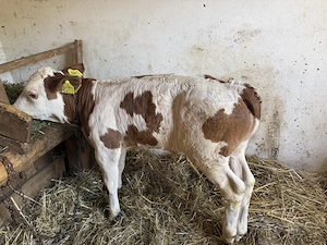 Vând vițel 
