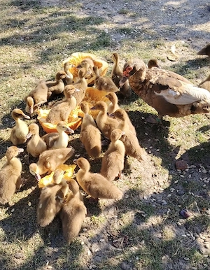 boboci rață leșească ciocolatie 