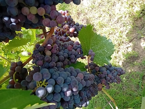 Vând struguri feteasca neagra în Orevita Mare  direct din plantatie