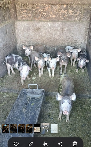 Purcei ,varsta 9 saptamani,duroc
