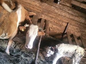 Vând vaca balțată românească, de 10 ani cu vitel belgian fătat recent