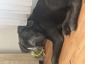 Caine cane corso mascul