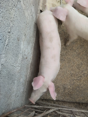 Vând două purcele Landrace in jur de 30kg