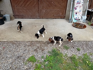 Pui Beagle de vanzare
