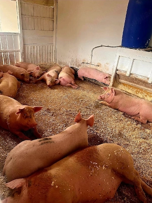 Vand Porci mari de Carne 