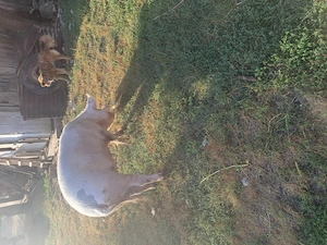 Scrofa de vanzare