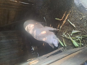 Scrofa de vanzare - imagine 2