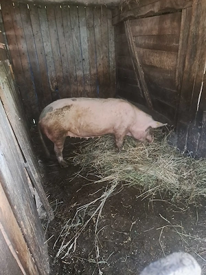  de vânzare