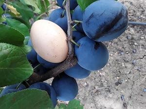 Prune de masa sau de rachiu 1,5 lei