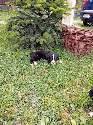 Pui de Ciobănesc de Berna de vânzare - imagine 5