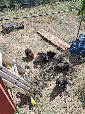 vând găinușe pitici