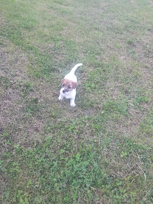 Cățelușa Juck russsel terrier 