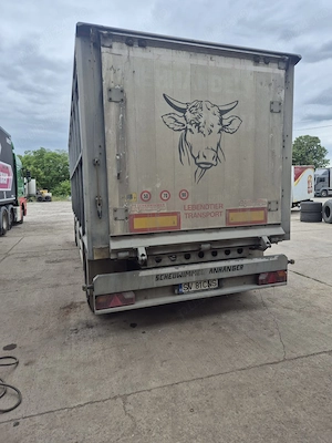 Angajam șofer transport animale vii 