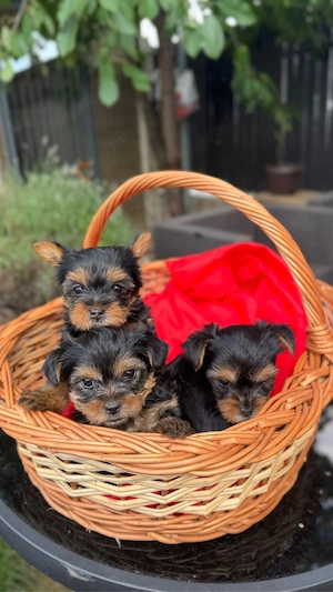 Yorkshire terrier - imagine 2