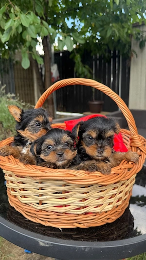 Yorkshire terrier