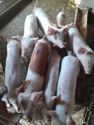 Purcei 8 saptamana