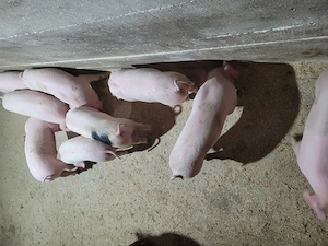 Vând purcei de 10 săptămâni, înțărcați,frumoși și foarte mâncăcioși!! - imagine 3