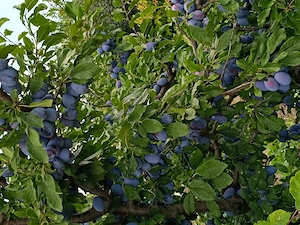 Prune Stanley pentru compot