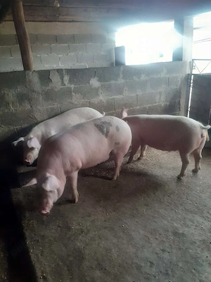 Vand porci de tara cudalbi - imagine 2