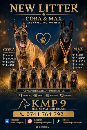 Ciobănesc Belgian Malinois cu Certificat PEDIGREE 
