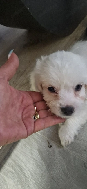 bichon maltez 