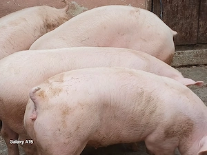 porci 100-300 kg - imagine 7