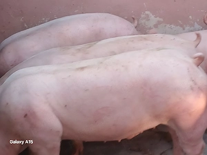 porci 100-300 kg - imagine 4
