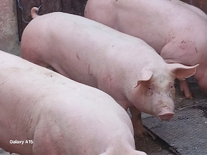 porci 100-300 kg - imagine 2