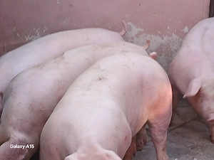 porci 100-300 kg - imagine 5