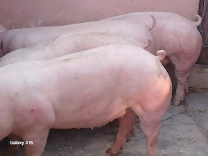 porci 100-300 kg