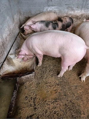 Vand porci mari