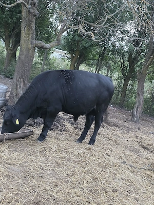 Vand taur angus m ai multe detalii la telefon - imagine 4