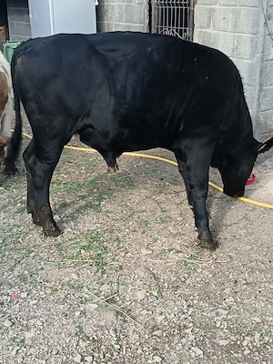 Vand taur angus m ai multe detalii la telefon