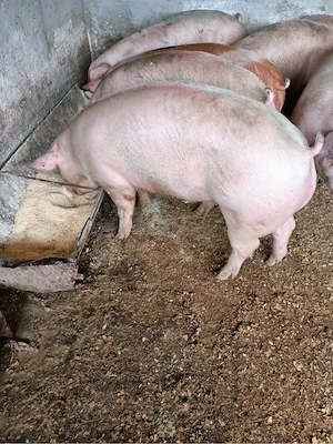Vand porci de carne