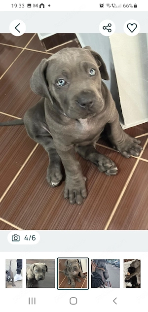 Pui cane corso fetița  5 luni - imagine 3
