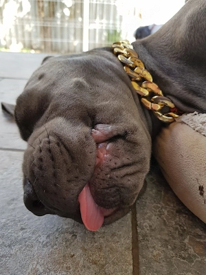 Pui cane corso fetița 