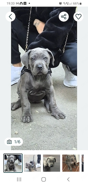 Pui cane corso fetița  5 luni - imagine 2
