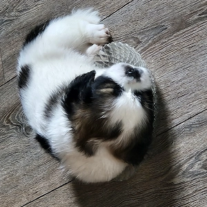 Pui de shih-tzu