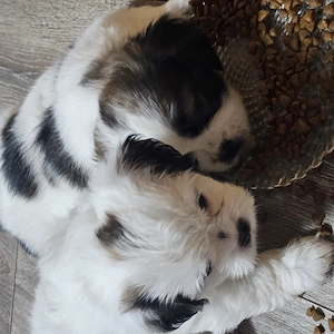 Pui de shih-tzu - imagine 2