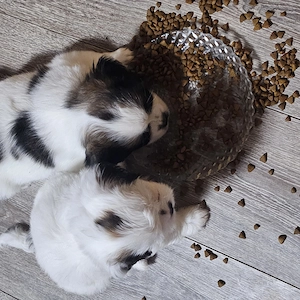 Pui de shih-tzu - imagine 4