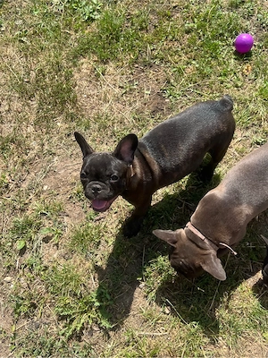 bulldogi francezi - imagine 2