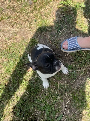 bulldogi francezi