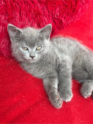 British Shorthair Blue - imagine 2