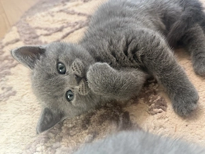 British Shorthair Blue - imagine 4