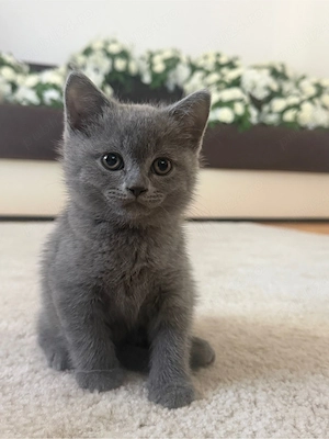 British Shorthair Blue - imagine 8