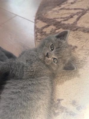 British Shorthair Blue - imagine 6